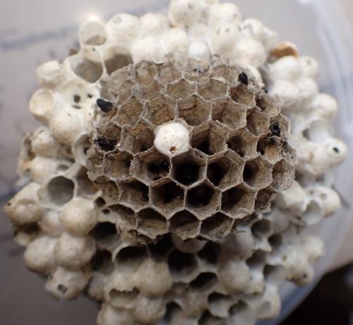 Dolichovespula media